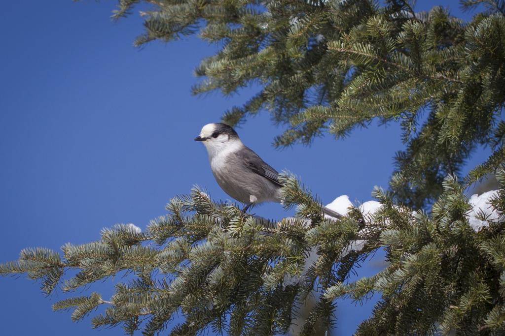 Canada Jay