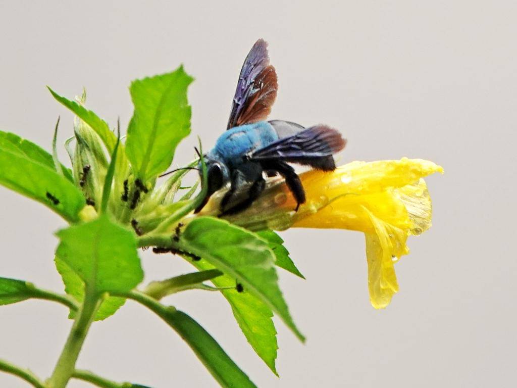 Xylocopa caerulea