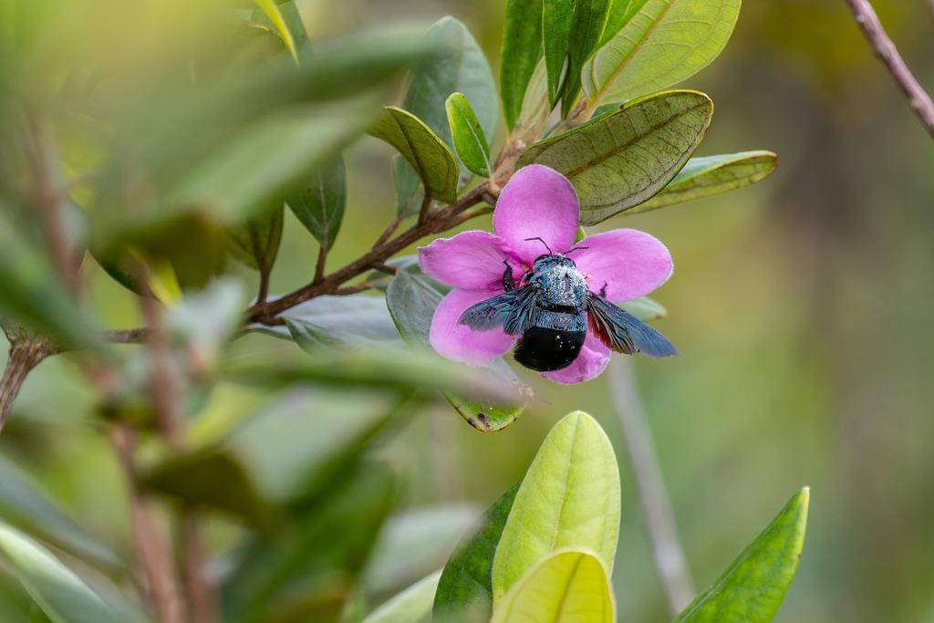Xylocopa caerulea