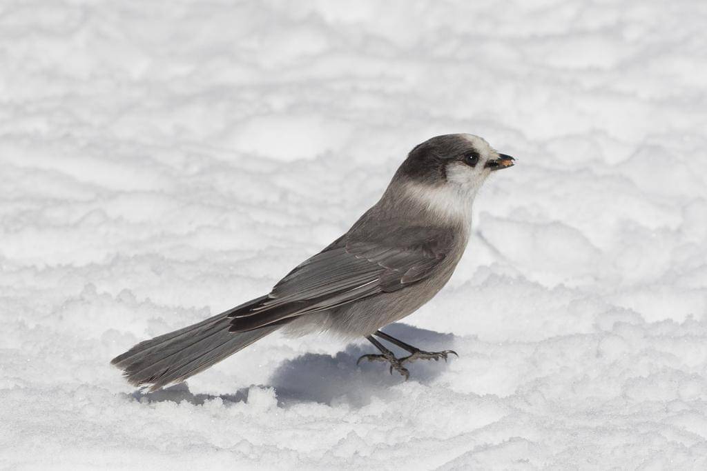 Canada Jay