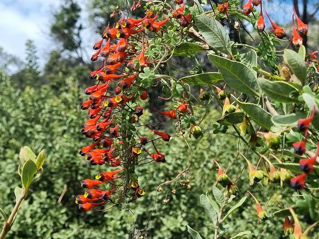 Tropaeolum tricolor