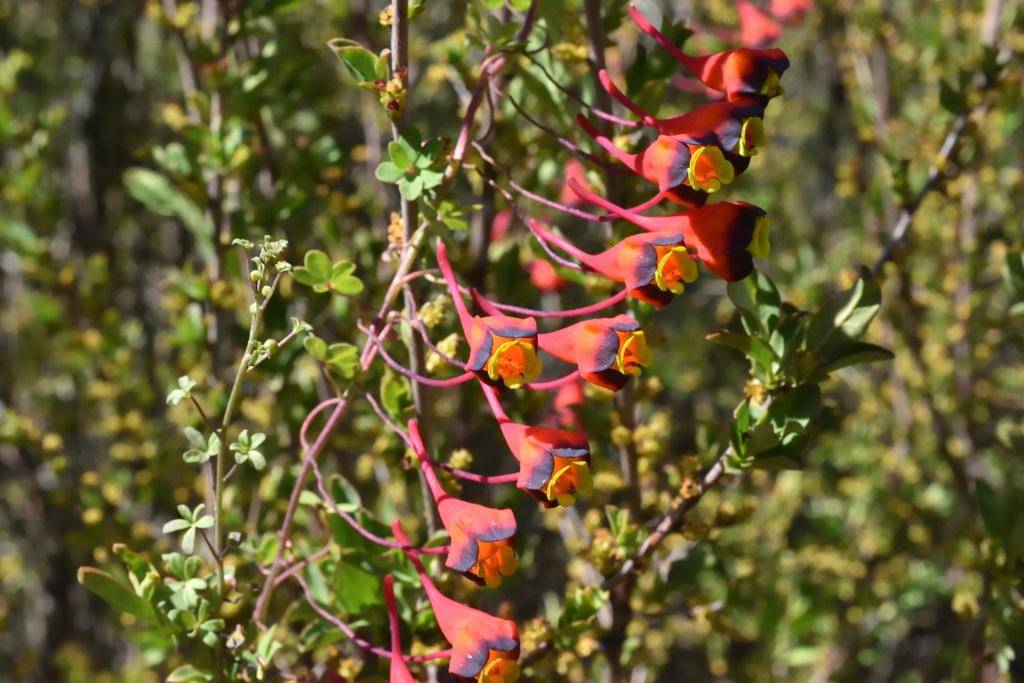 Tropaeolum tricolor