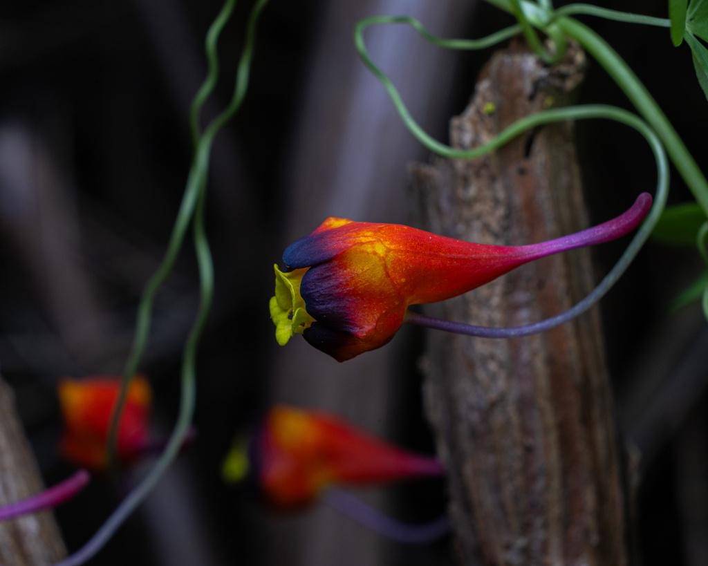 Tropaeolum tricolor