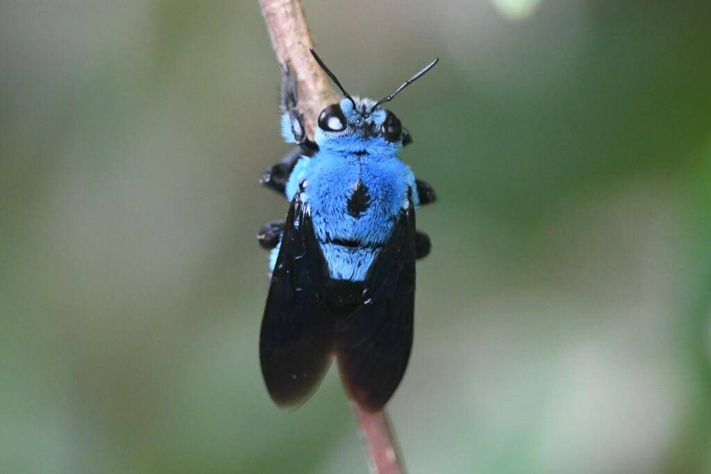 Xylocopa caerulea