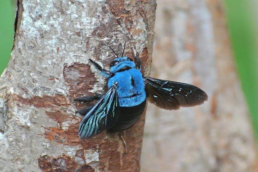 Xylocopa caerulea
