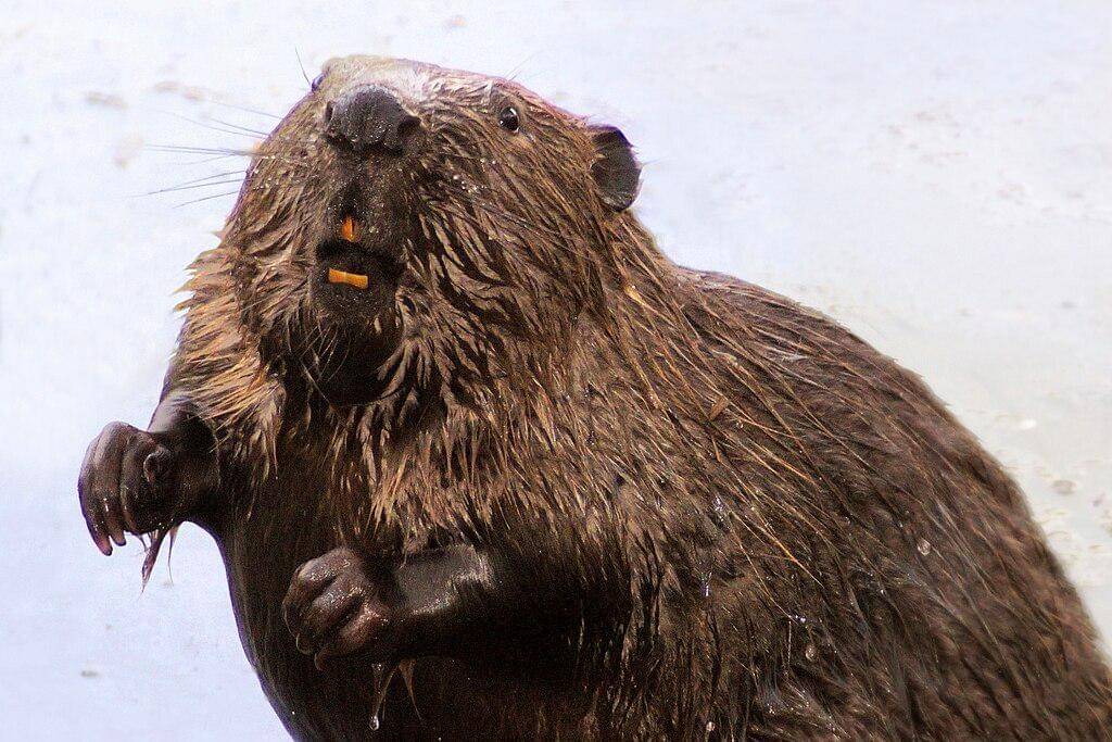 tampak dekat biwara eurasia