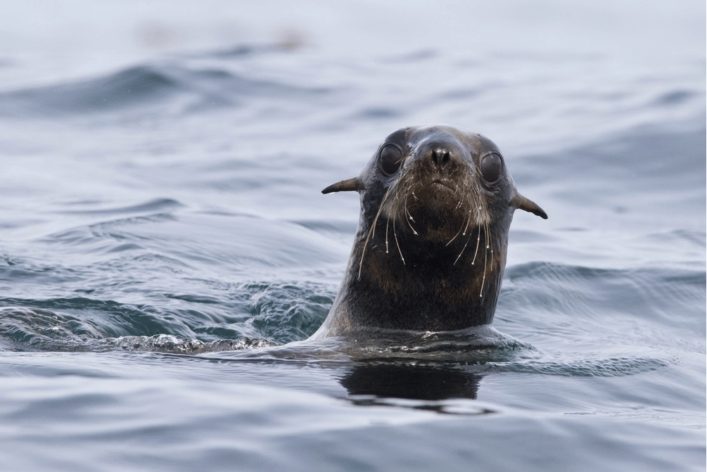 anjing laut berbulu utara