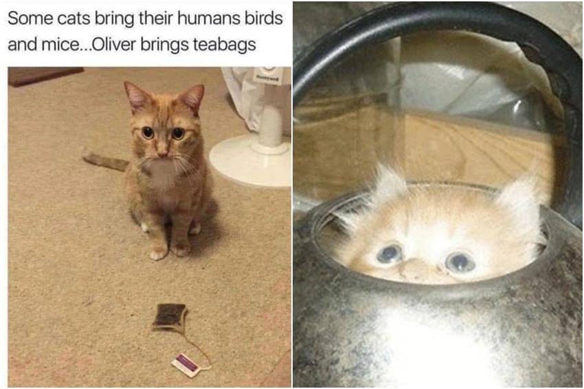 kolase meme kucing tentang teh