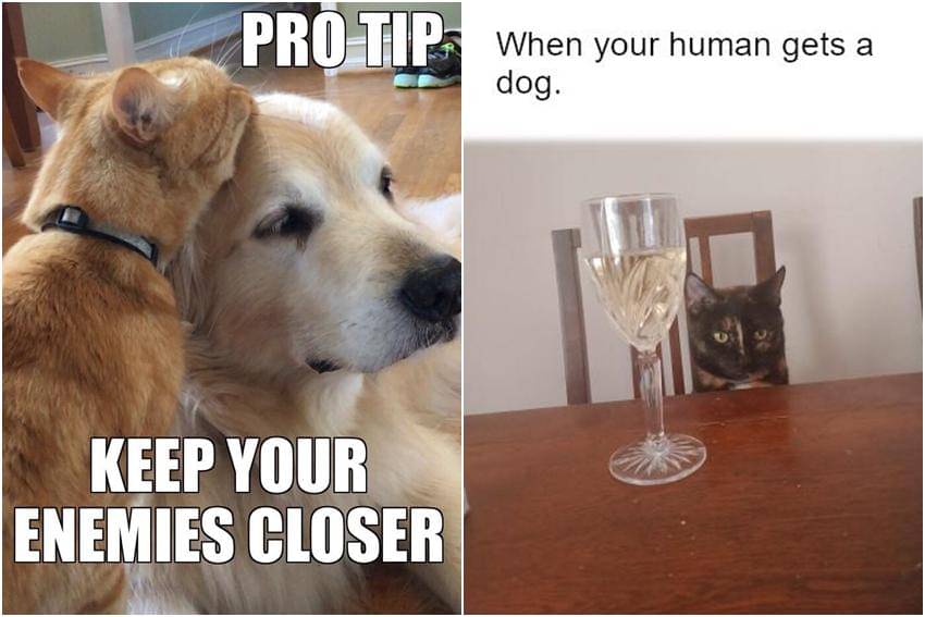 kolase meme kucing dan anjing