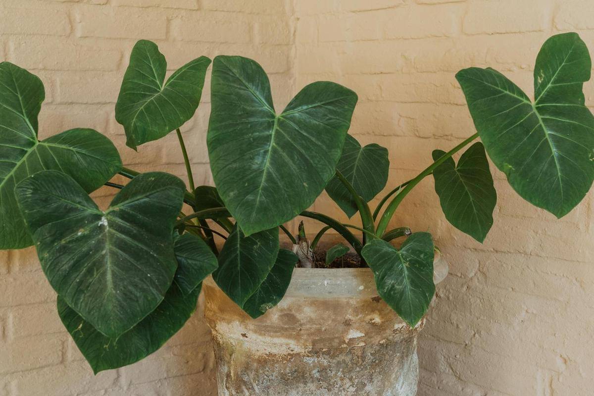 ilustrasi tanaman elephant ear