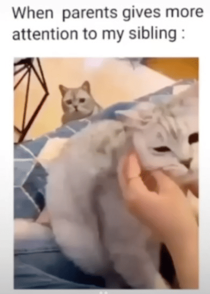 meme momen lucu interaksi dengan saudara dan orangtua