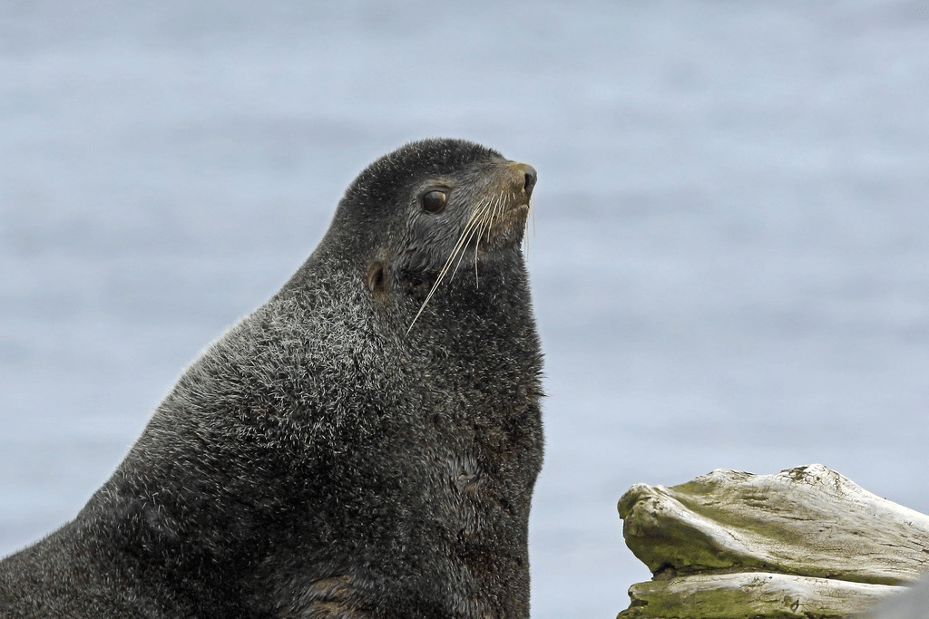 anjing laut berbulu utara