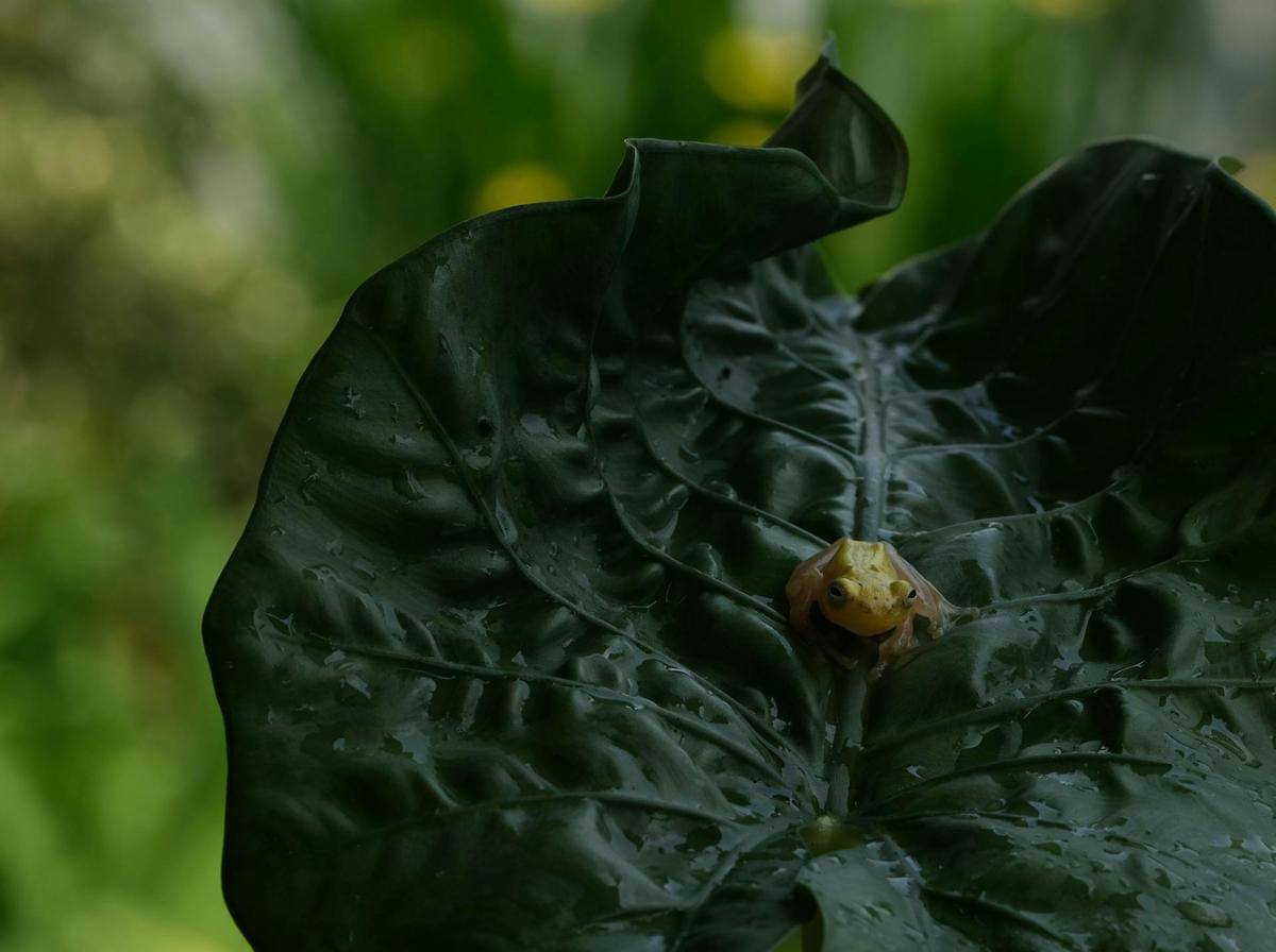 ilustrasi katak paedophryne amauensis