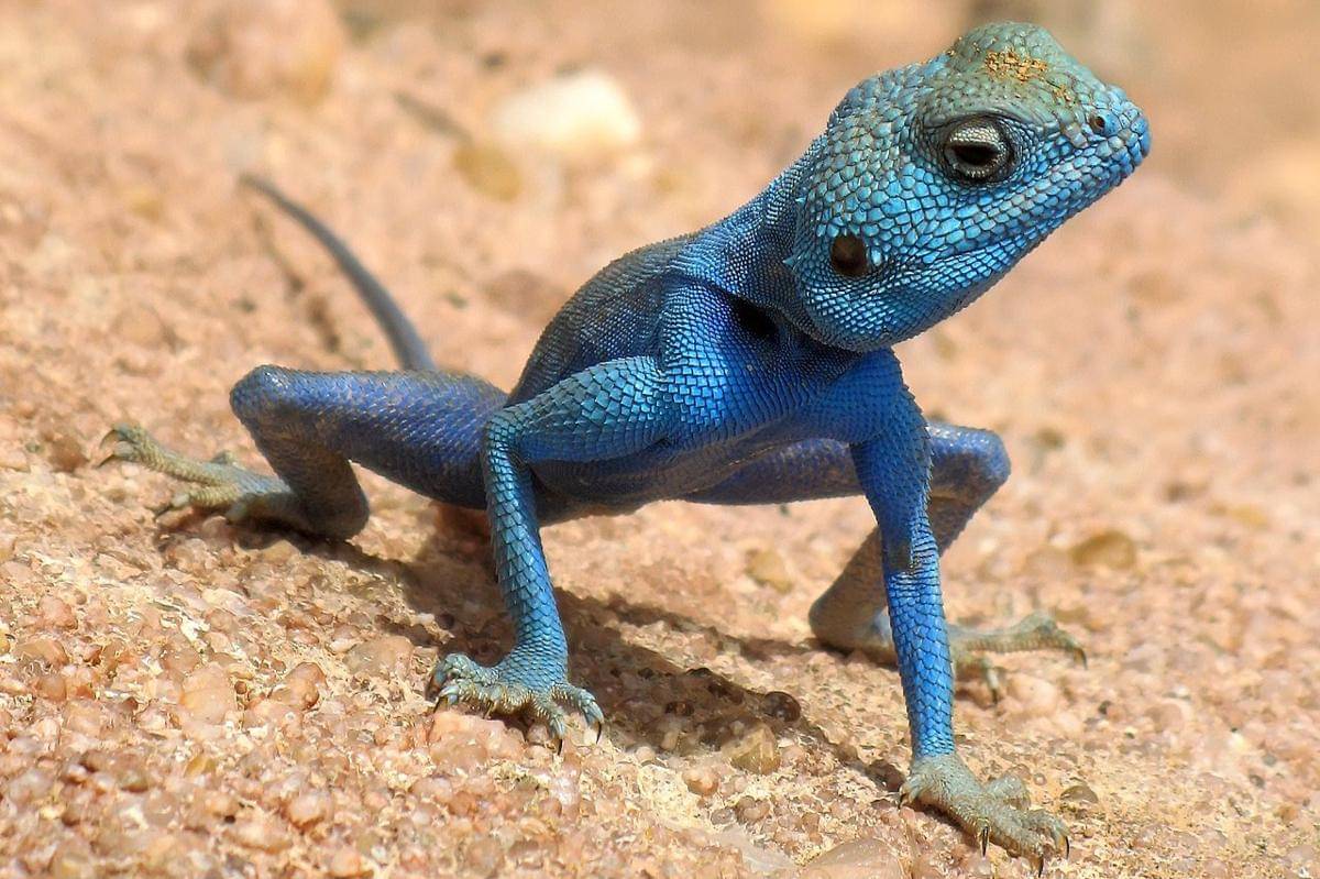 kadal jantan dari spesies Agama sinaita