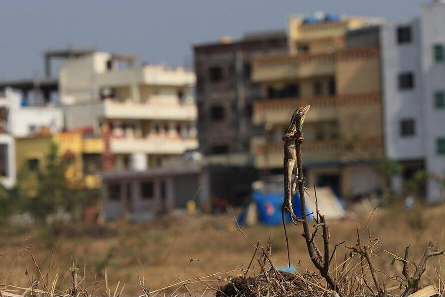 Sarada superba, spesies kadal agamid