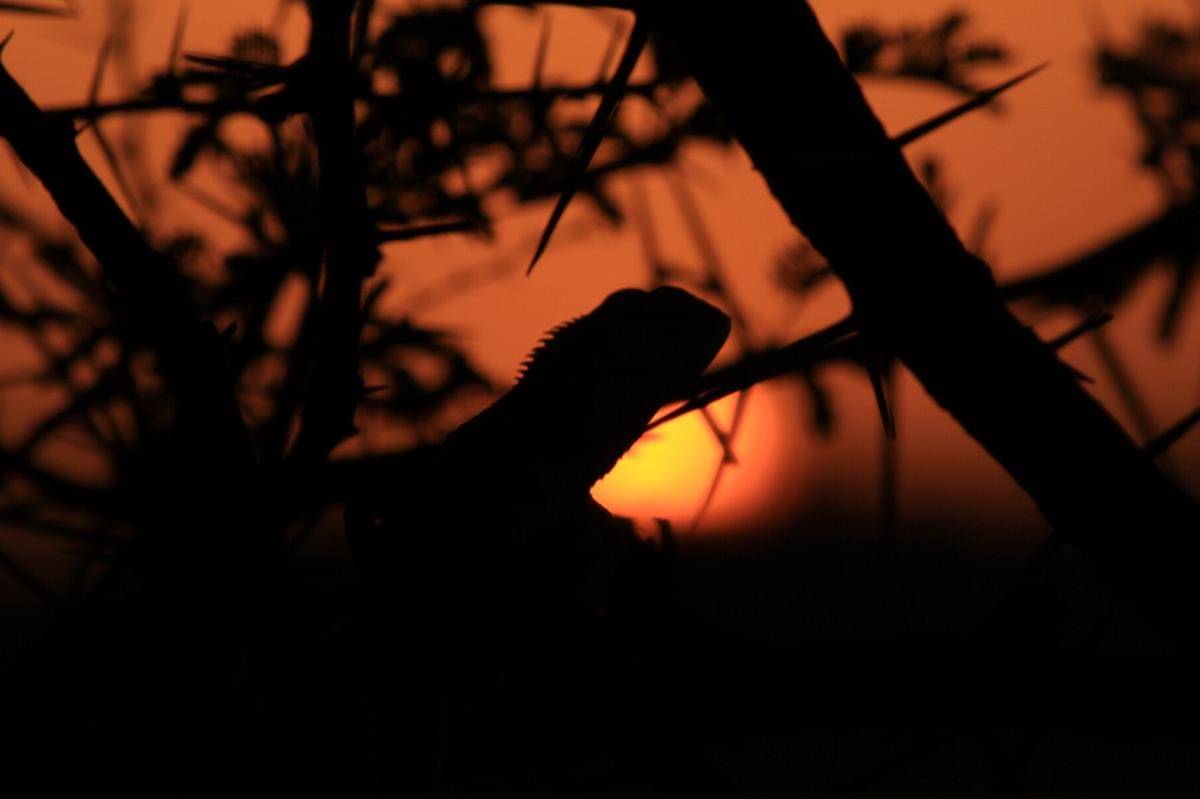 kadal taman oriental di Pune, Maharashtra, India