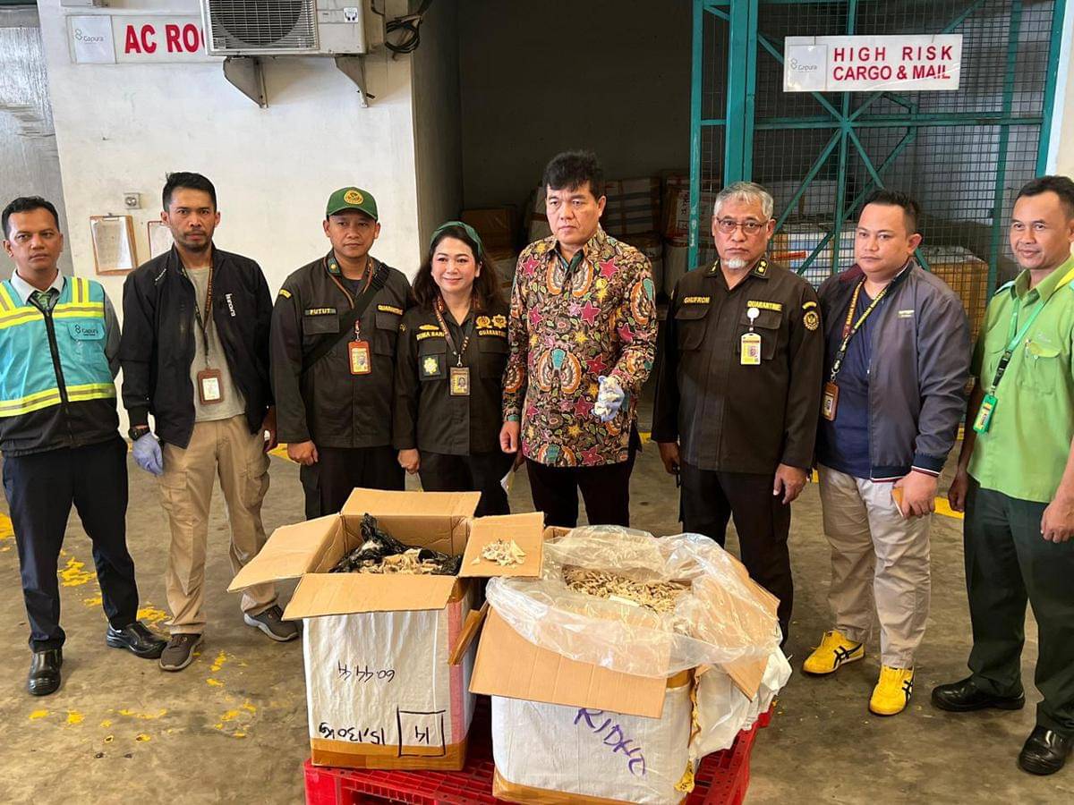 Barantin bongkar pratik kecurangan ekspor sarang burung walet ke Vietnam 