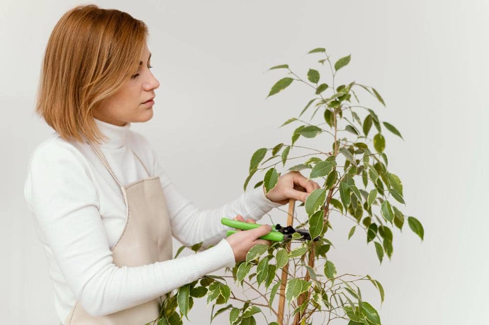 ilustrasi memotong daun tanaman