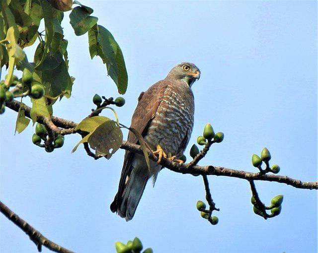 Grey-faced buzzard 