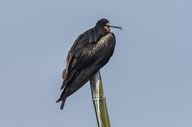 Christmas island frigatebird 