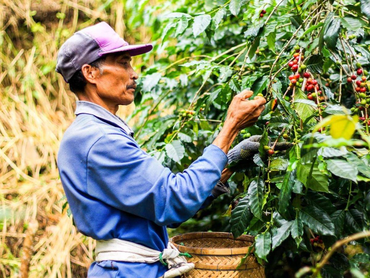 kebun kopi di Desa Munduk