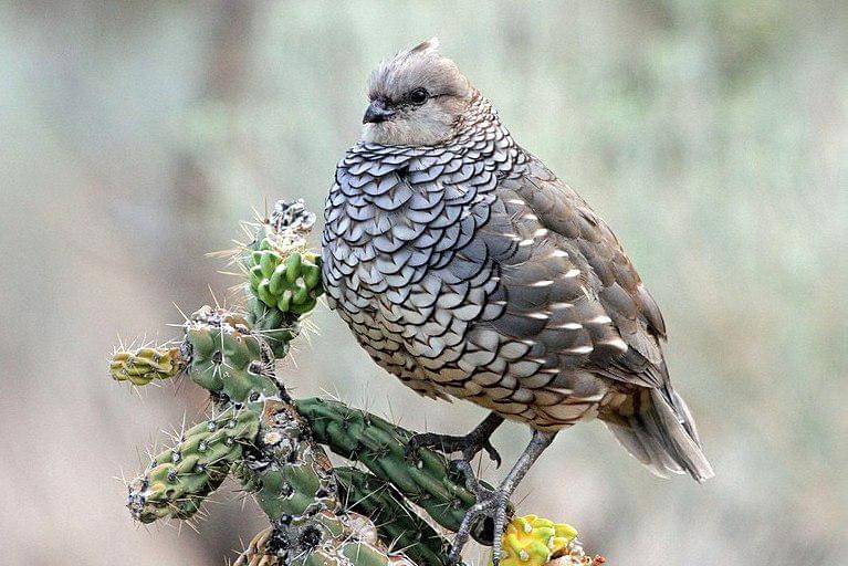 scaled quail bertengger