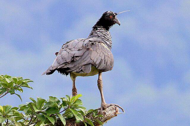 potret burung horned screamer