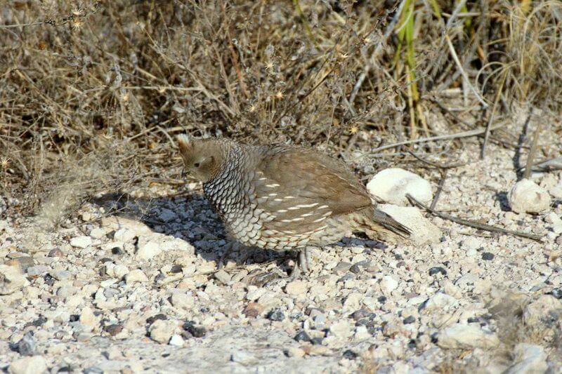 scaled quail di habitat asli