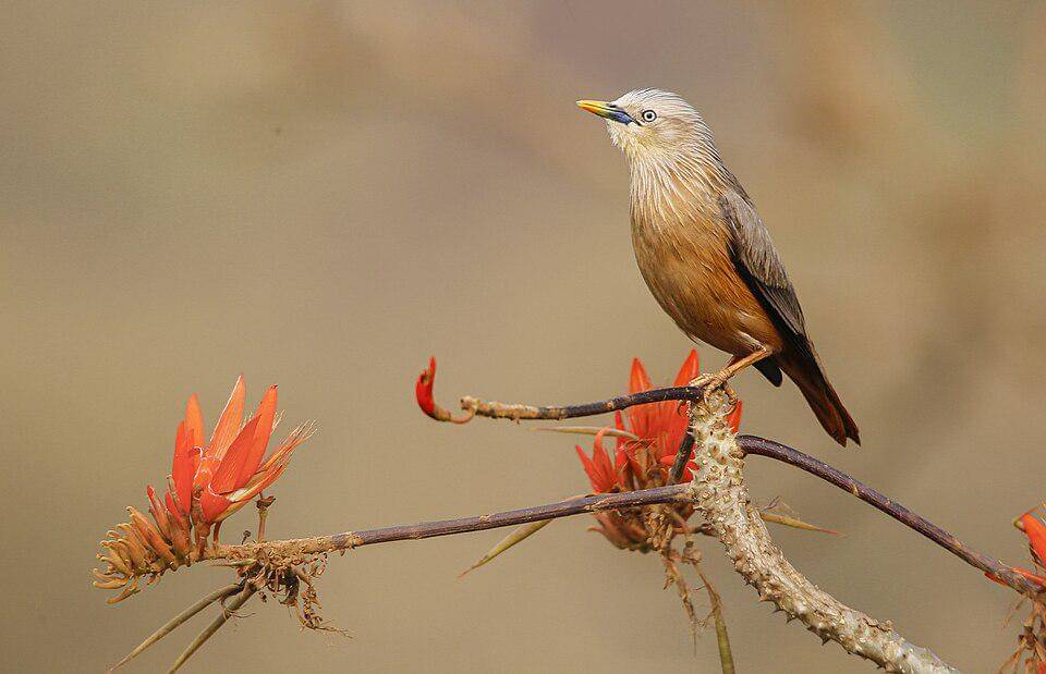 potret jalak ekor kastanye yang sedang bertengger