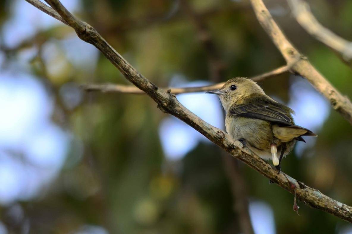 Burung Cabai Biasa membuang kotoran