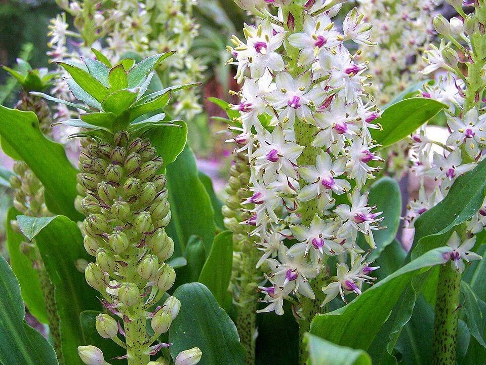 Eucomis bicolor