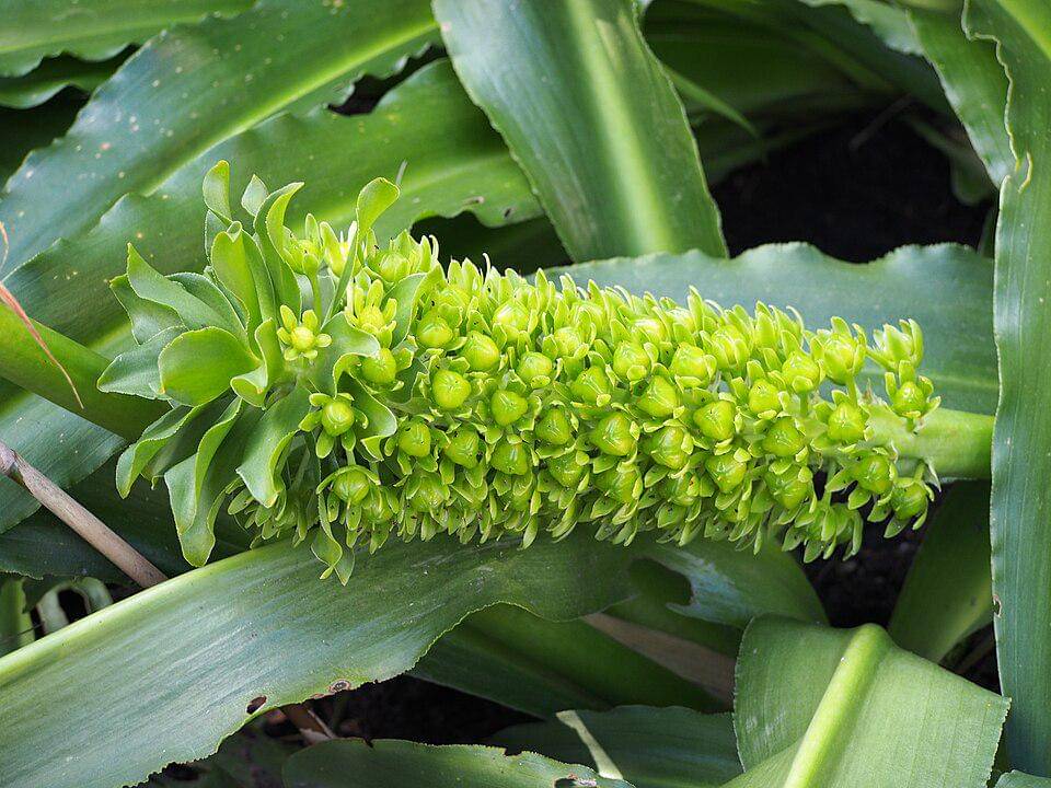 Eucomis comosa