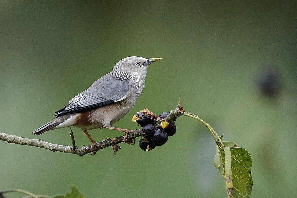 jalak ekor kastanye berada di hutan