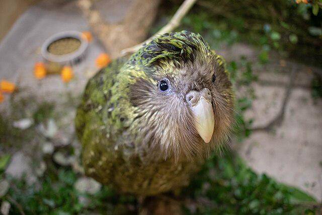 potret burung kakapo