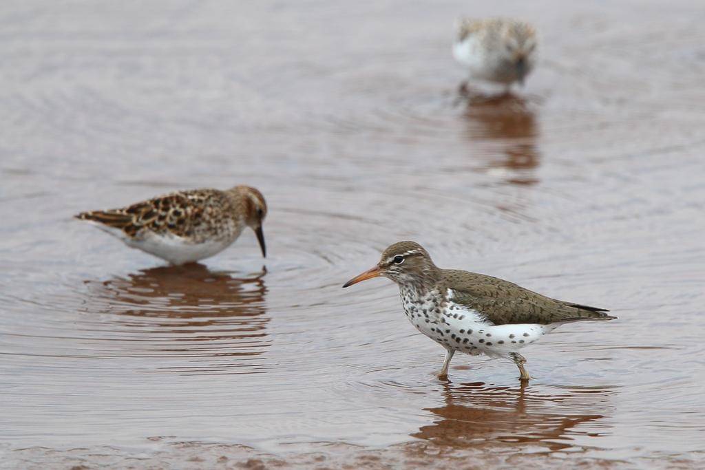 Spotted Sandpiper