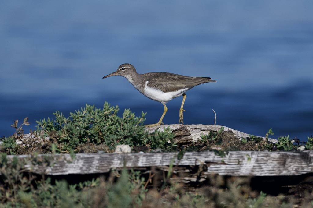 Spotted Sandpiper