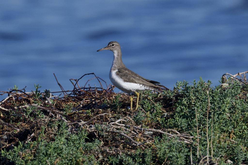Spotted Sandpiper
