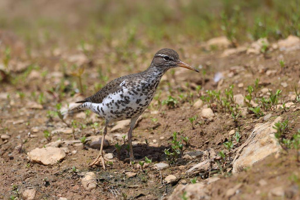 Spotted Sandpiper