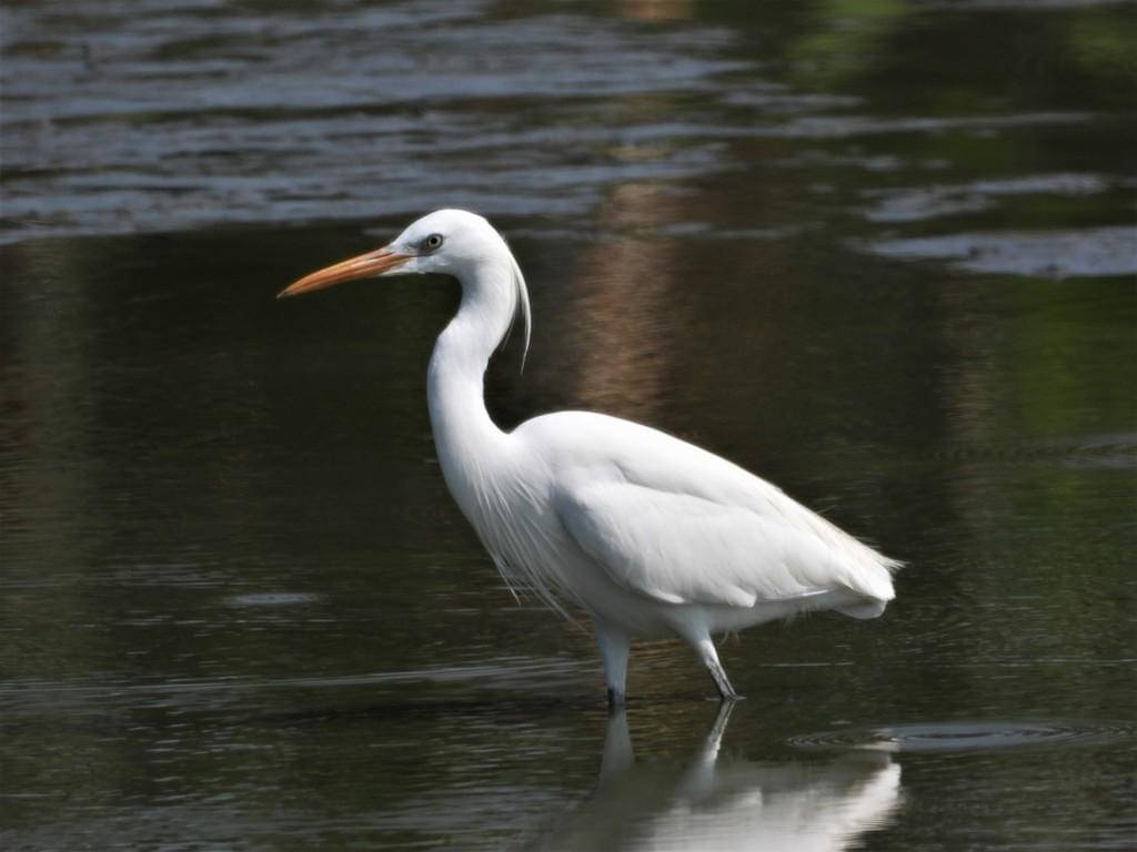 Chinese egret 