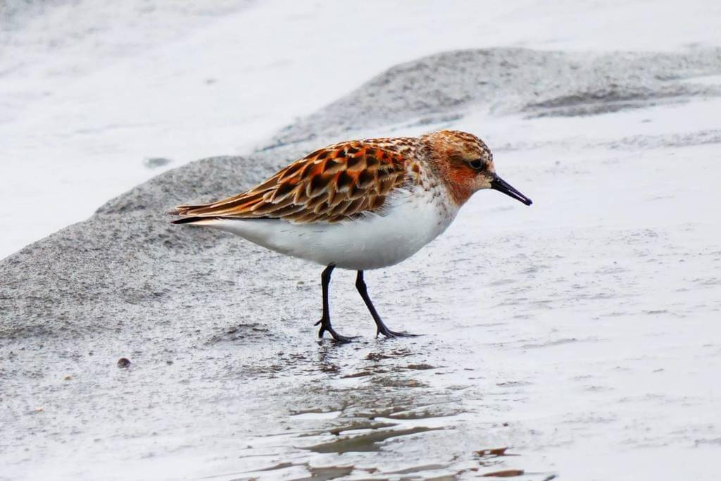 Red-necked stint 