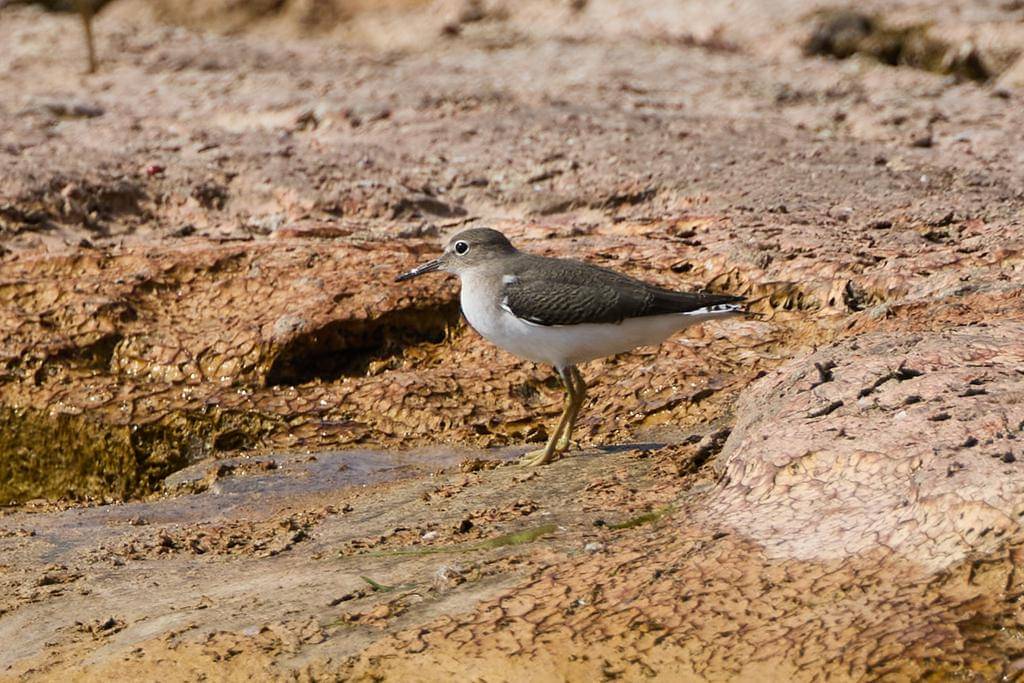 Spotted Sandpiper