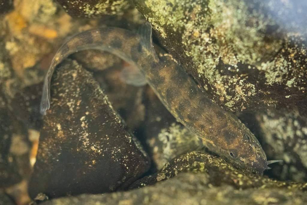 Ilustrasi ikan batu loach yang hidup di sungai Kurdistan