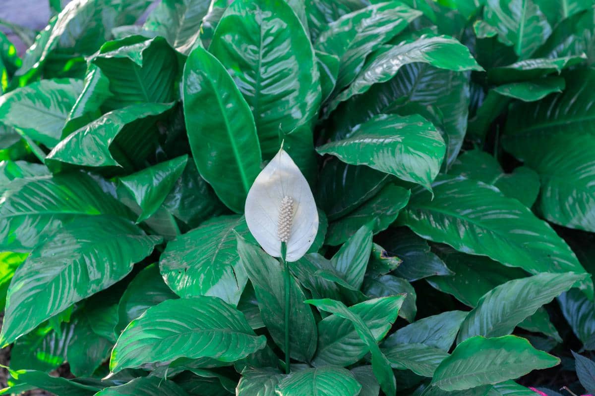 Peace lily