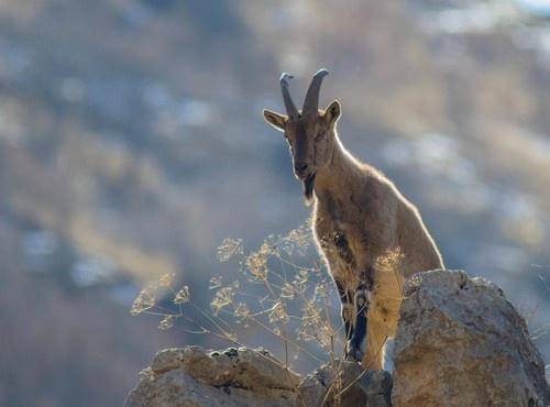 Ilustrasi kambing gunung yang legendaris dari Kurdistan