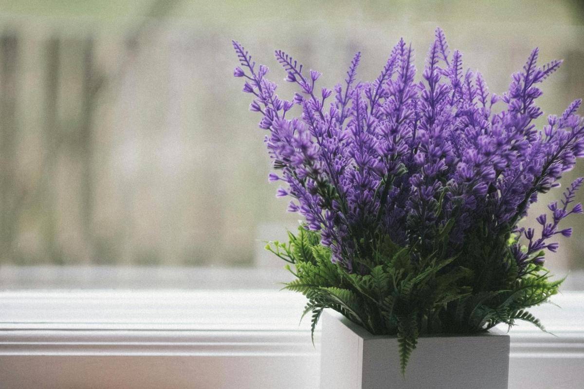 ilustrasi tanaman lavender