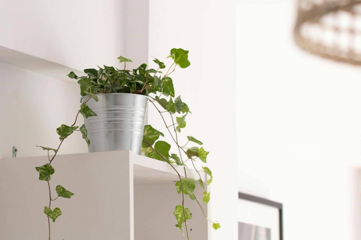 ilustrasi tanaman english ivy