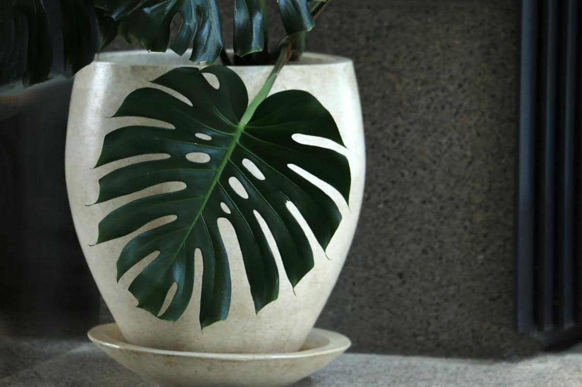 ilustrasi monstera deliciosa