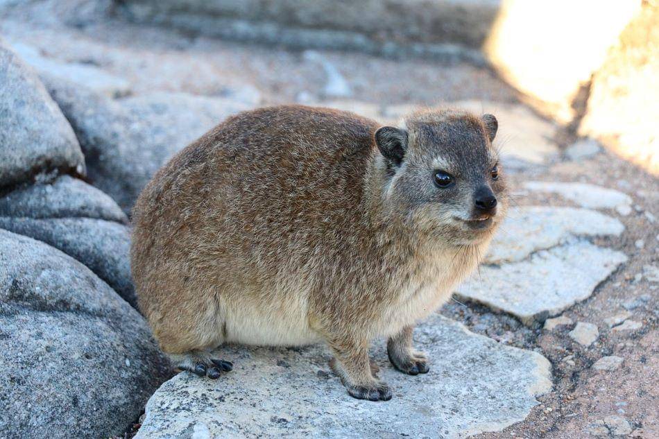 Kelinci batuan atau hyrax di habitat Table Mountain
