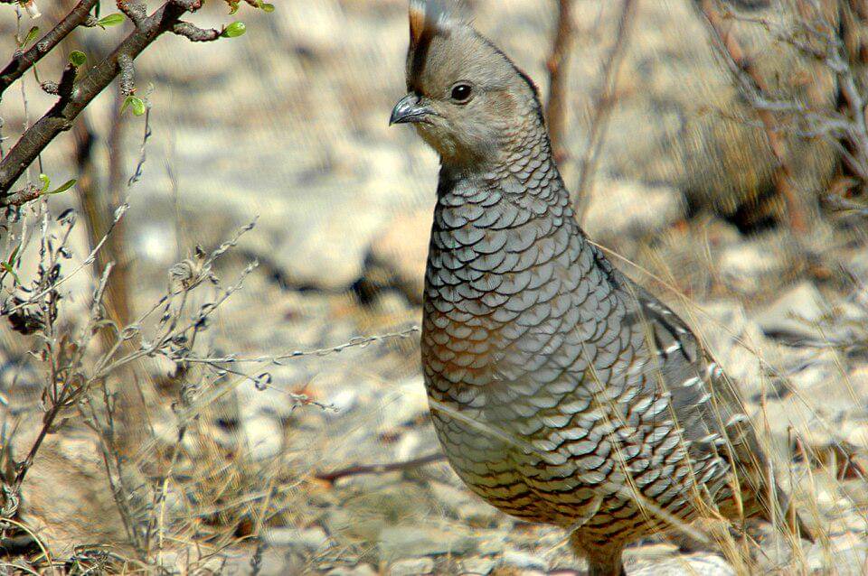 tampak dekat scaled quail