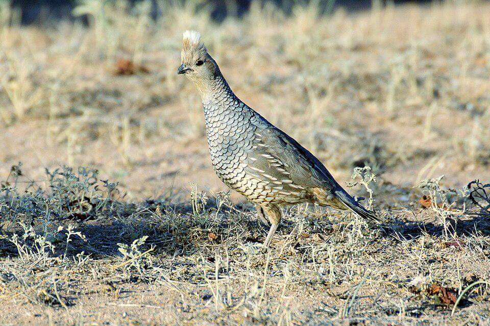 scaled quail di habitat aslinya